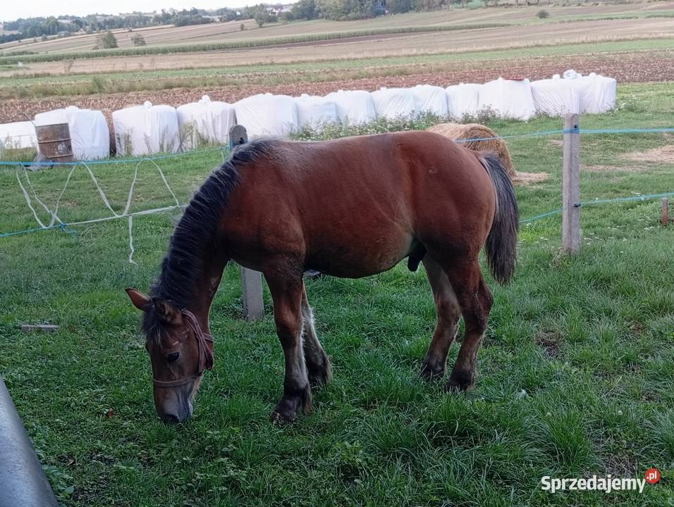 Sprzedam źrebaka Konie Ostrowiec Świętokrzyski
