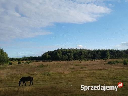 Działka rekreacyjna z prawem zabudowy letniskowa 140zł/m2 Leśna