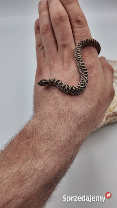 Heterodon zachodni samczyki Olsztyn