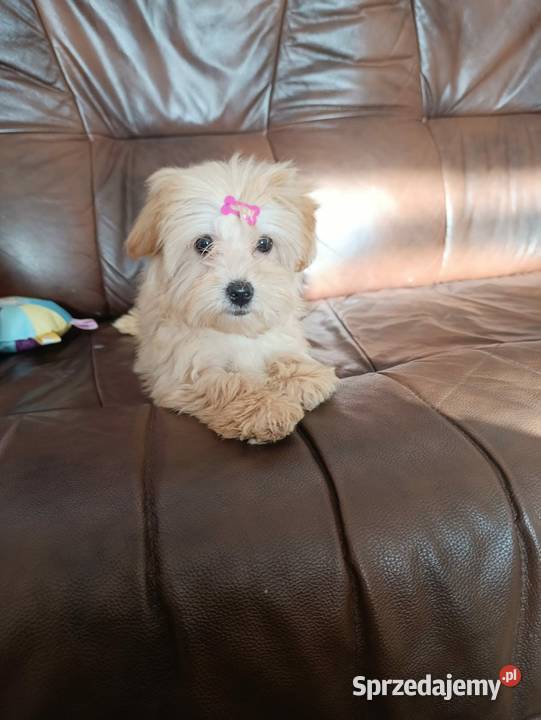 Suczka Maltipoo Szczaworyż