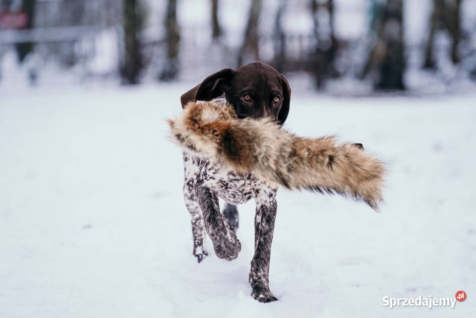 Wyżeł niemiecki krótkowłosy