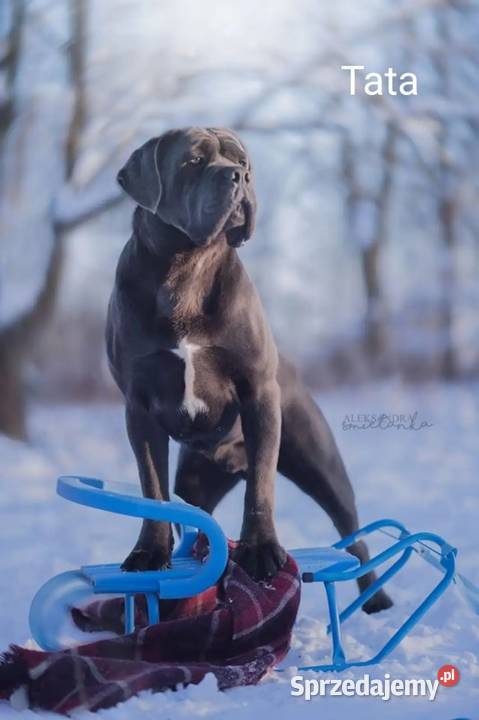 Cane Corso FCI suczka zagraniczne krycie