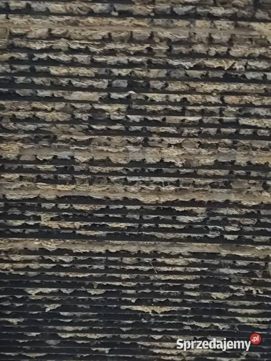 Murarka ogrodowa kokony zapylanie pszczoły Skoczów