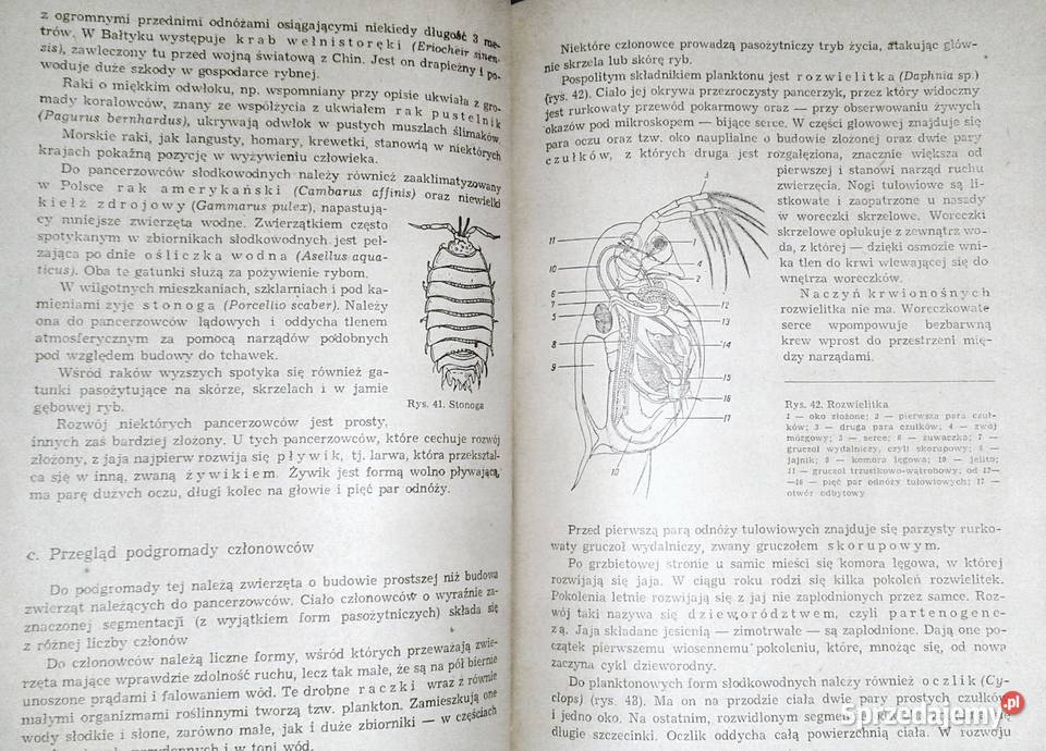 Zoologia J Dąmbski Z Kozikowska J Wengris Książki i Podręczniki Chełm