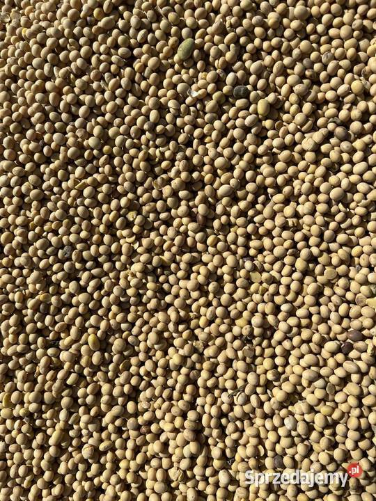 Soja ceres Gręboszów