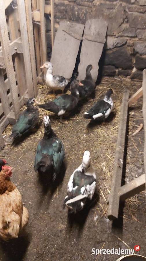 Kaczki i kaczory małopolskie Wola Filipowska