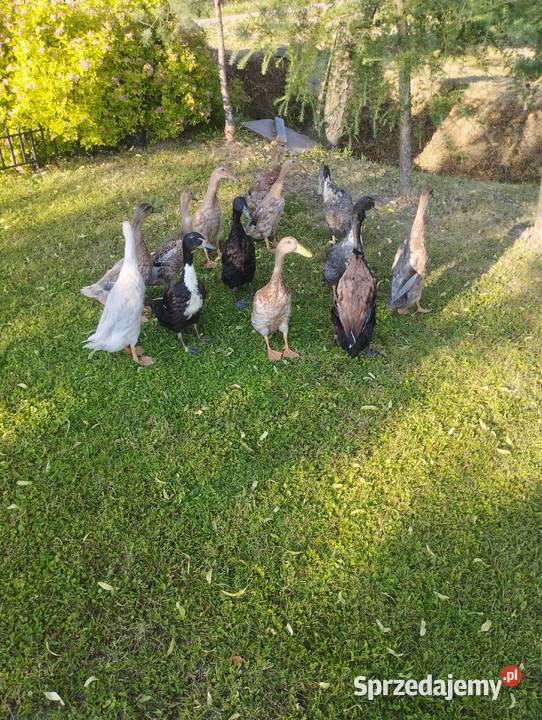 Kaczki indyjskie biegusy Rolnictwo Skawina