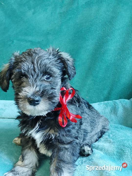 sznaucer miniaturowy sprzedam