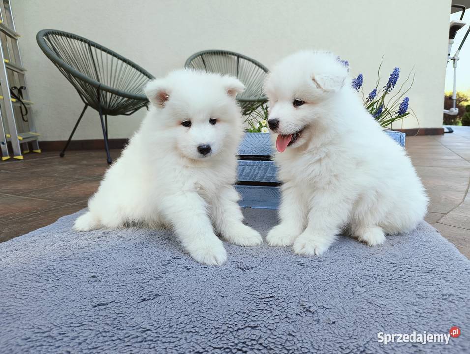 Szczeniaki Samoyed do odbioru początek maja