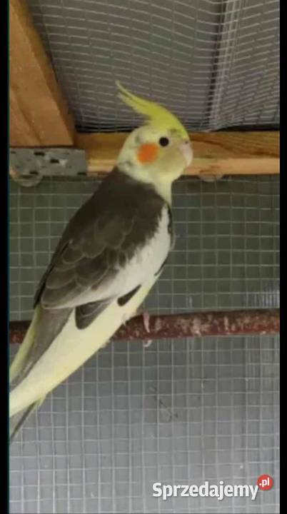 Samiec nimfy młody Zwierzęta kujawsko-pomorskie Grudziądz