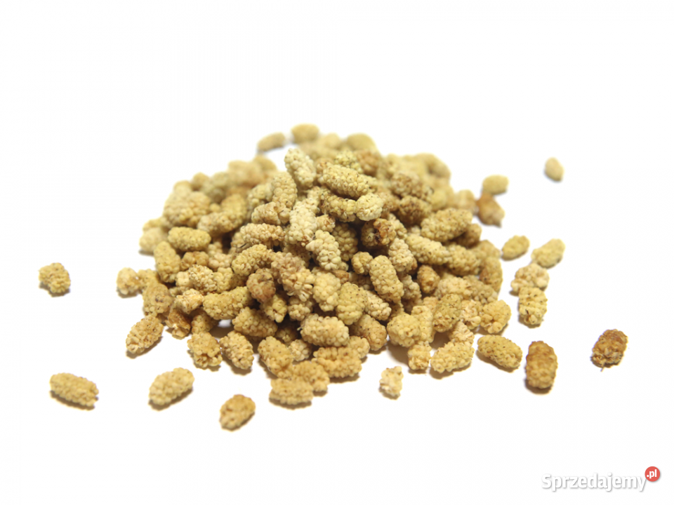 Morwa biała bez pestek 500g podkarpackie Brzozów