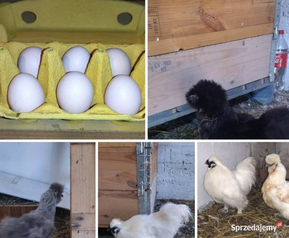 Sprzedam jaja lęgowe Silki