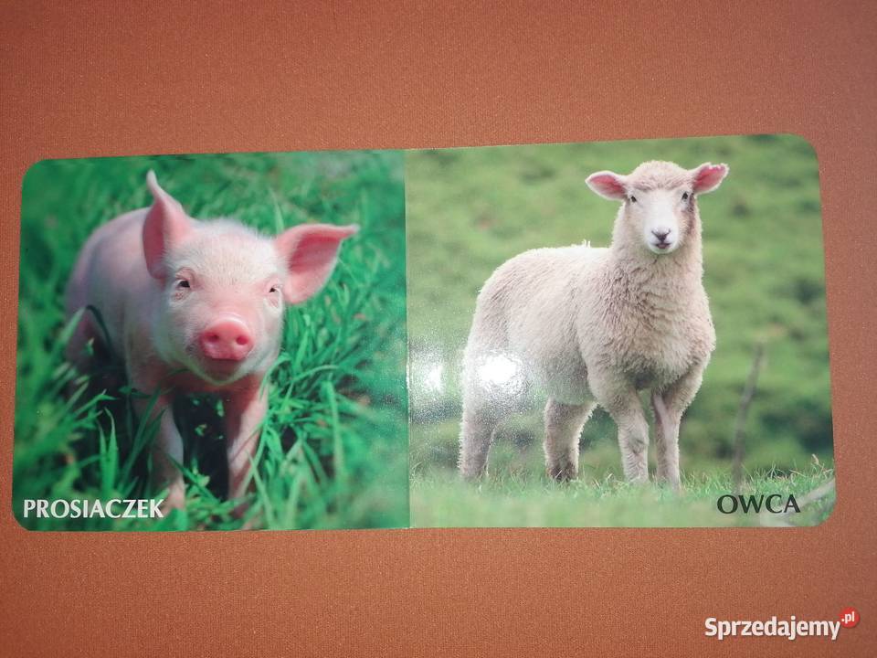 Książeczki dzieci twarde stronyZwierzęta twarda Łódź