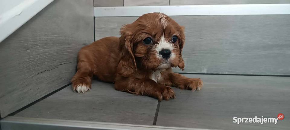 Cavalier King Charles Spaniel Dziewczynka Ruby
