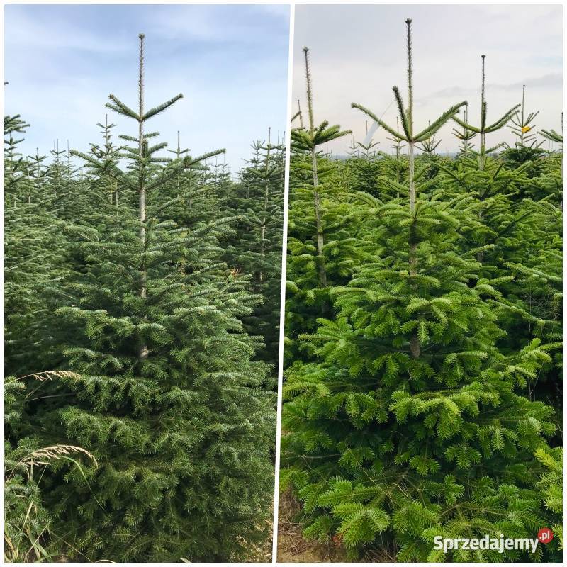 Jodła kaukaska CHOINKI polska plantacja 80300 Pozostałe wielkopolskie