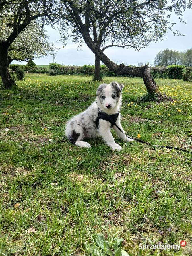 Border collie blue merle Toruń sprzedam