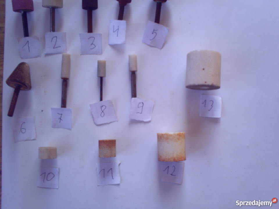 Ściernica trzpieniowa Krasnystaw