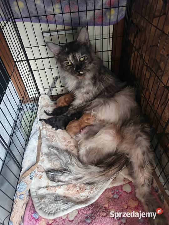 Kotka jedną szylkretka druga ruda Maine coon z Ostrowiec Świętokrzyski