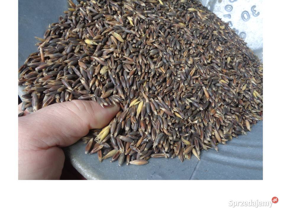 Owies czarny Gniady Ładny suchy Zboża sprzedam