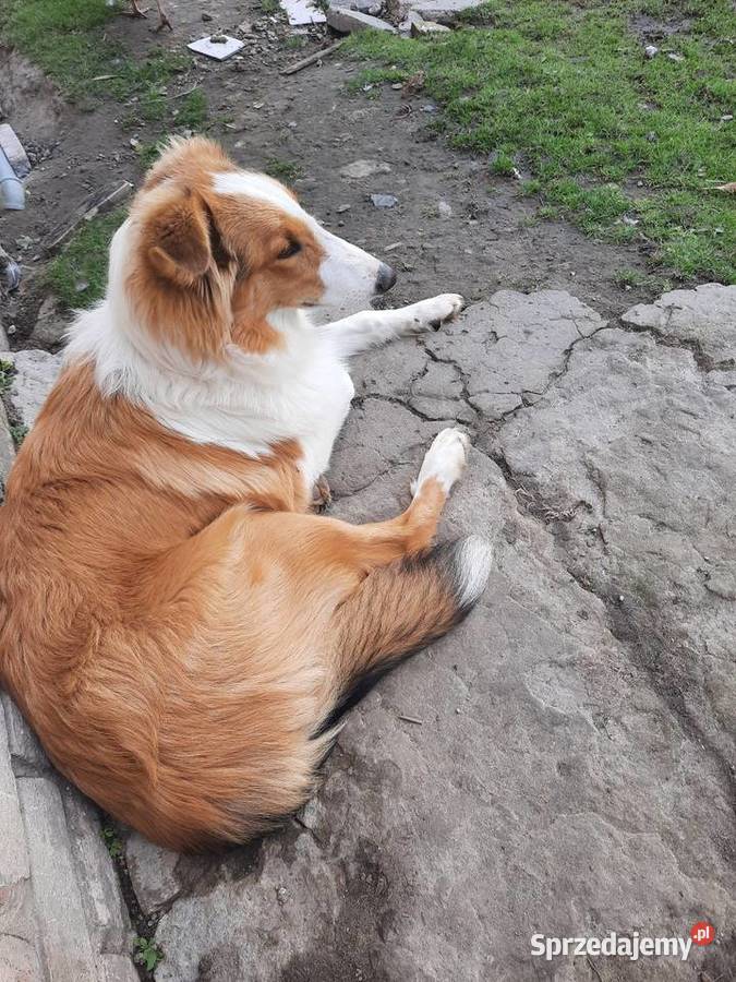 Owczarek szkocki collie Sobieska Wola Druga