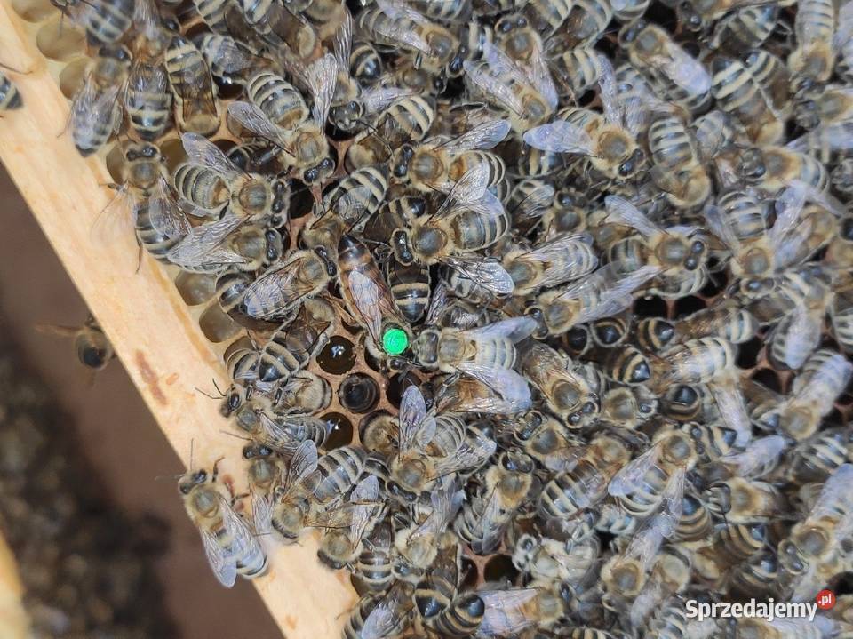51 Buckfast Primorski matki pszczele Pasieka Pszczelarstwo Wolinia