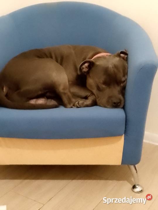 Pięknymocnejbudowy Amstaff zaprasza suczki Jędrzejów sprzedam