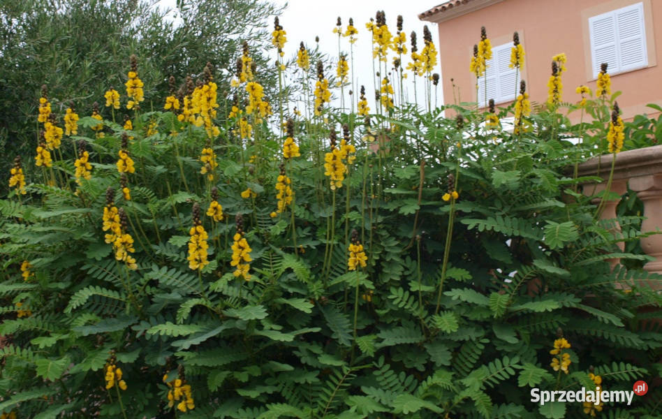 STRĄCZYNIEC OSKRZYDLONY Cassia Alata NASIONA 300 kujawsko-pomorskie Lubanie
