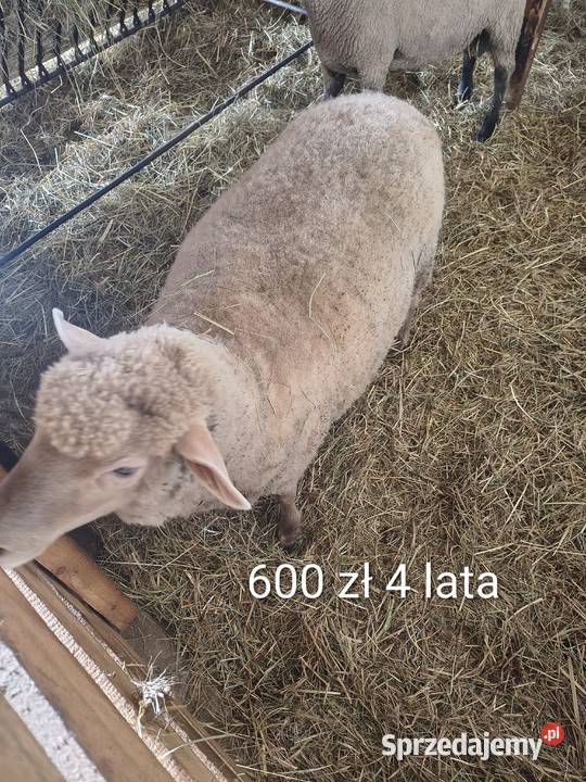 Owce 7 sztuk Tuczna