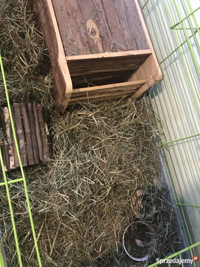 Świnka morska Warszawa