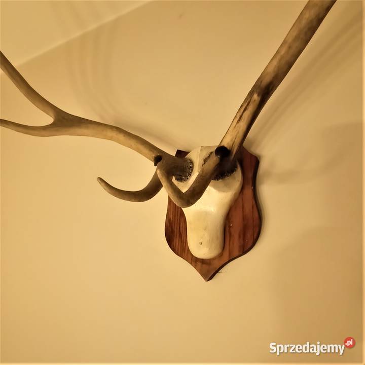 Poroże jelenia rogi inny kolor Pozostałe Łódź