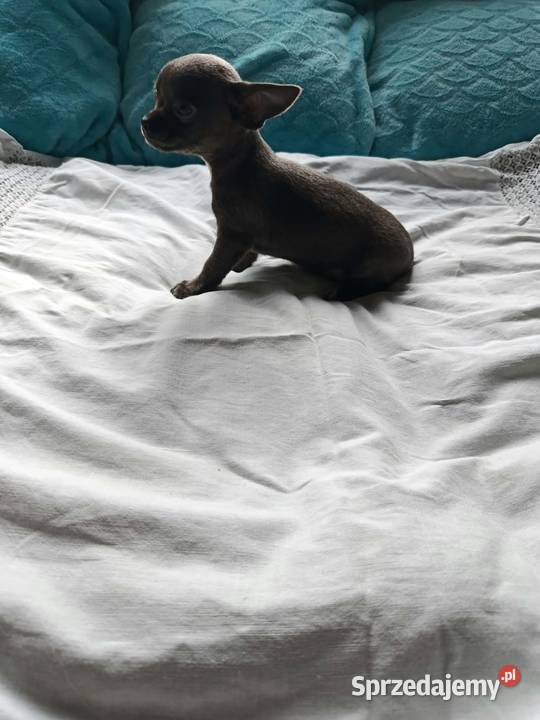 Śliczna szara suczka Chihuahua szuka kochającego