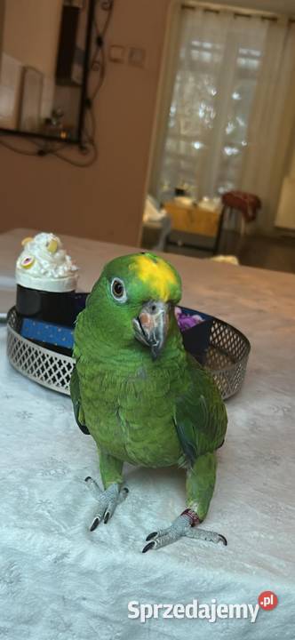 Amazonka żółtogłowa papuga sprzedam