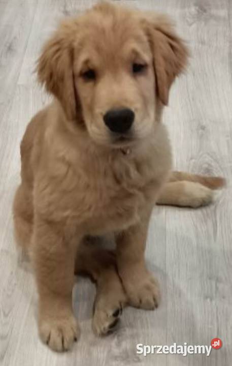 Piesek Golden retriever Katowice