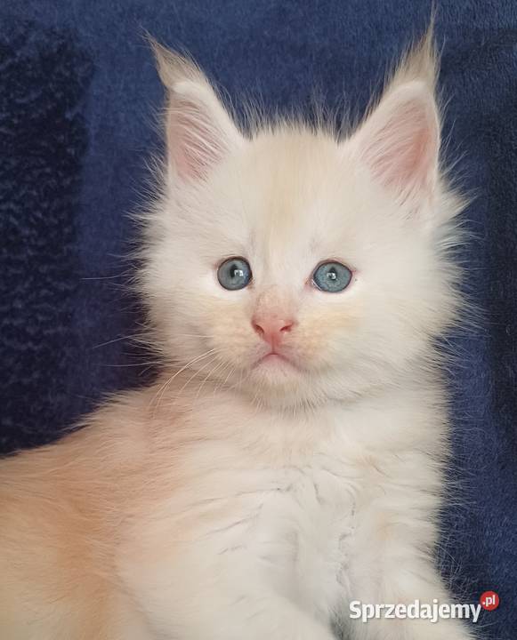 Maine Coon kocurek rodowód FPL Olkusz