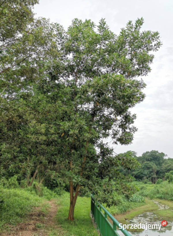 AKACJA WYNIOSŁA Acacia mangium Rośliny kujawsko-pomorskie