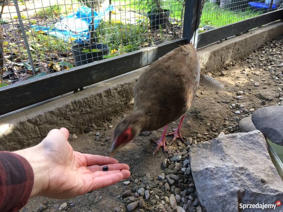 Bażant srebrzysty diamentowy mongolski Siewierz