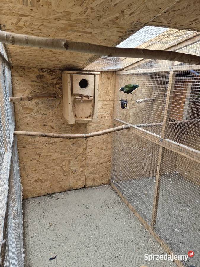 Para ary ararauny Przeworsk