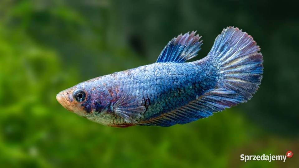 Bojownik wspaniały SAMICA NIEBIESKA Syjamski Ryby pomorskie