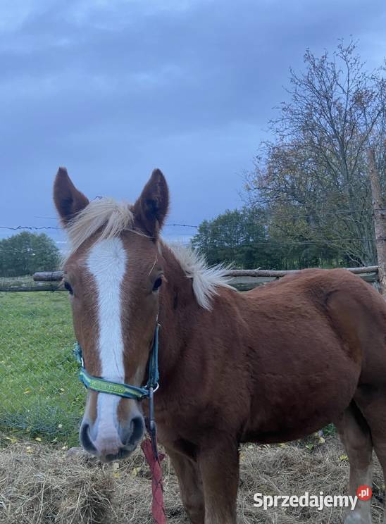 ogier źrebak typ pogrubiony Kodeń