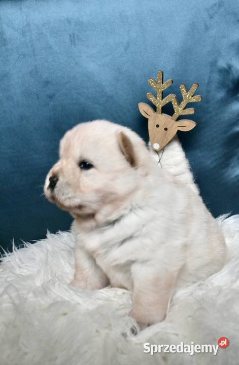 Chow chow FCI ZKwP Gubin sprzedam