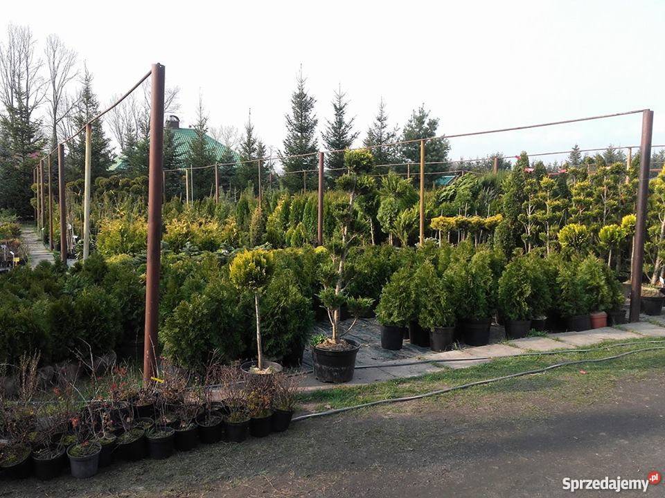 Thuja Smaragd 130140 Szkółka roślin Producent Rydzyny sprzedam