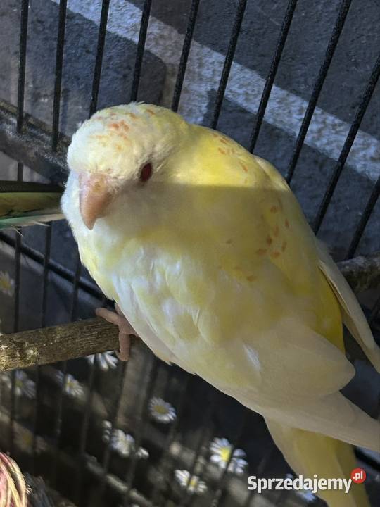 2 świergotki seledynowe albino małopolskie Chrzanów