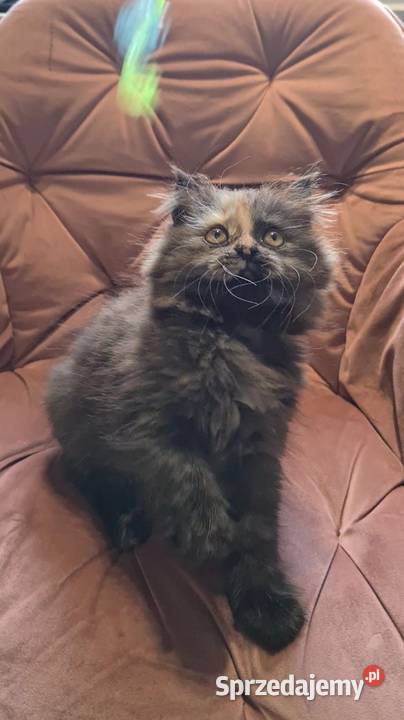 Maine Coon kotka