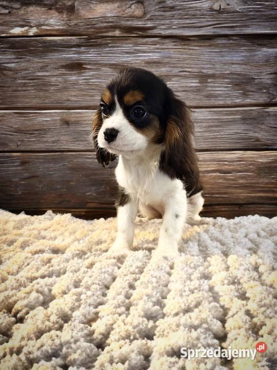 Piesek BERNIE Cavalier King Charles Spaniel Psy małopolskie Limanowa