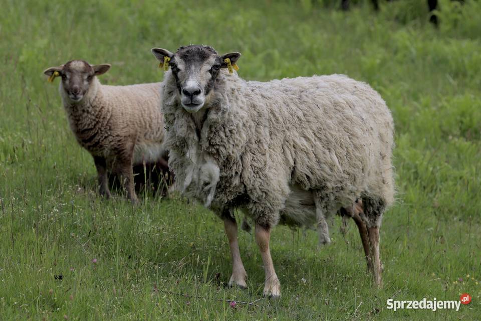 Owce rasy Shetland Pozostałe Dzięgielów sprzedam