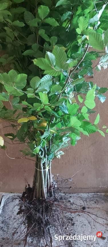 Buk Pospolity sadzonki 100150 280 Kielce sprzedam