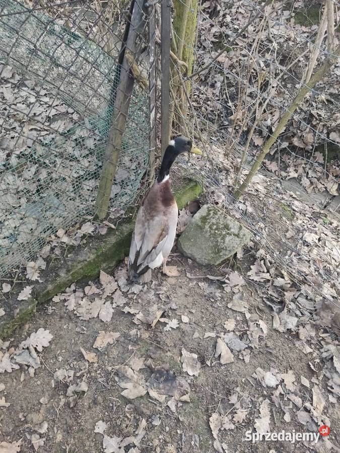 Para kaczek biegus indyjski z czubkiem Dobczyce
