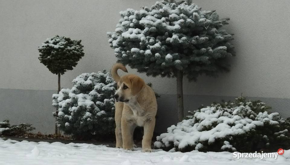 Owczarek Środkowoazjatycki Konin sprzedam