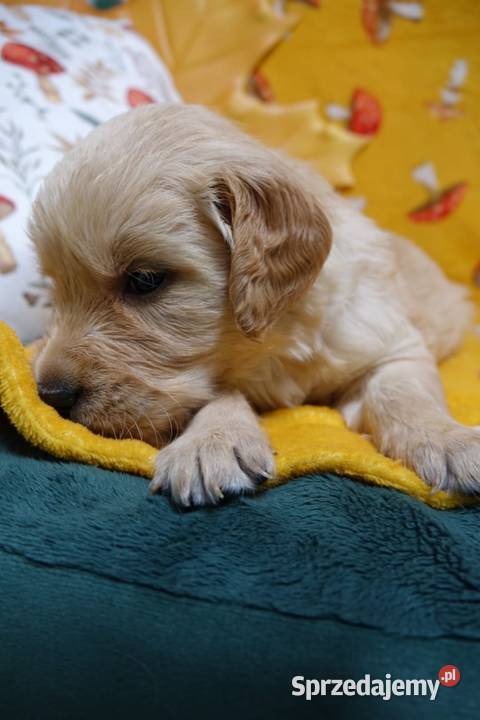 Golden Retriever pieski i suczki złote sprzedam