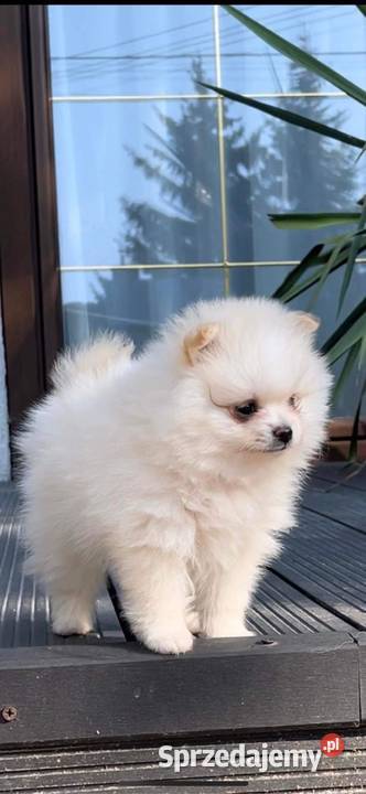 Szpic miniaturowy pomeranian mazowieckie Siedlce
